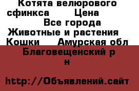 Котята велюрового сфинкса. .. › Цена ­ 15 000 - Все города Животные и растения » Кошки   . Амурская обл.,Благовещенский р-н